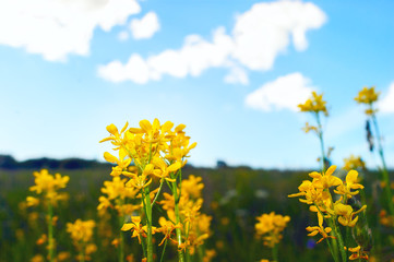 Yellow Flowering Celandines or Chelidonium Majus on a Colorful Meadow, Blue Sky, White Clouds on a Summer Day.