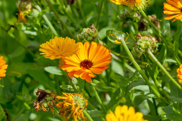 Orange Calendula flower on a field