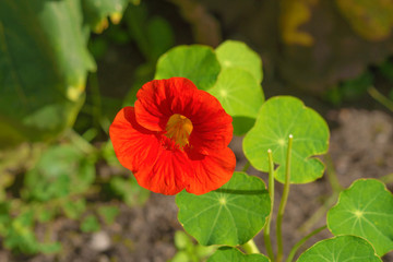 A close up of a red orange nasturtium flower