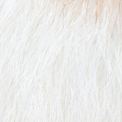 White wool of a cat as a background