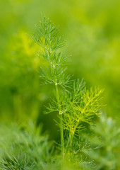 Green leaves on dill as a background