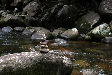 stream in forest
