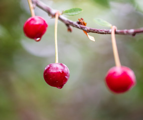 Ripe red cherry on the branches of a tree in nature