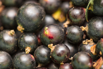Black currant berries as a background