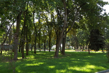 Fototapeta na wymiar trees in the park