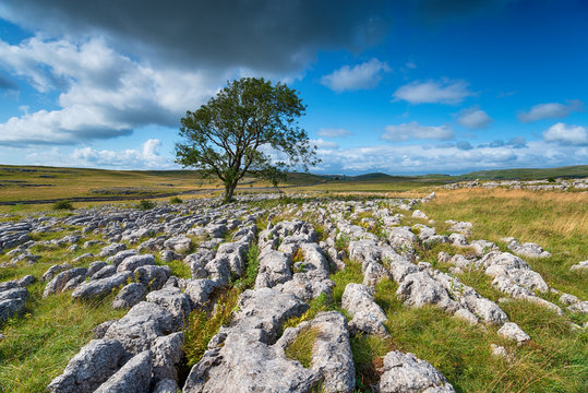 A lone Ash tree on a limestone pavement at Malham
