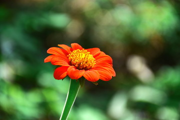 Close up Mexican Sunflower Weed (Tithonia rotundifolia Gray) In the garden. colorful flower
