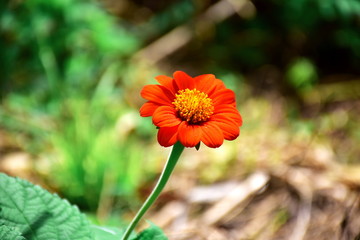 Close up Mexican Sunflower Weed (Tithonia rotundifolia Gray) In the garden. colorful flower