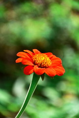 Close up Mexican Sunflower Weed (Tithonia rotundifolia Gray) In the garden. colorful flower