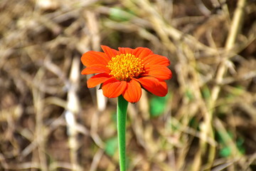 Close up Mexican Sunflower Weed (Tithonia rotundifolia Gray) In the garden. colorful flower