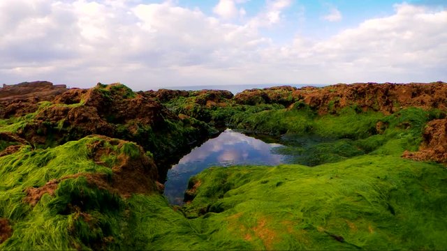 Beautiful small lagoon surrounded by green algae on the coast of the Atlantic Ocean. The wind stirs the surface of the water. Blue sky with clouds reflected in the water. Beautiful seascape.