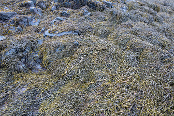 Creeping seaweed