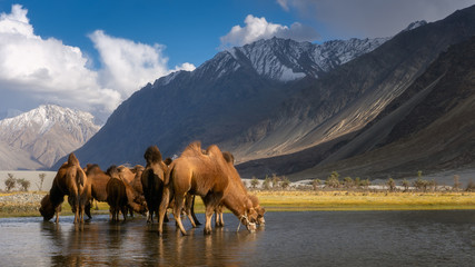 Group of brown camel drinking water