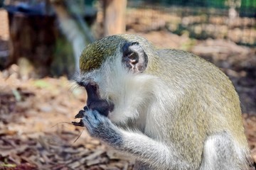 Green Monkey Eating Branch Portrait