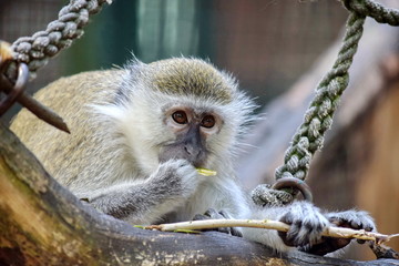 Cute Green Monkey Eating Branch
