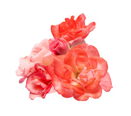 Pink rose with leaves, Blooming rose isolated on white background, with clipping path