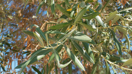 Branch of an olive tree or Olea europaea without fruit, essential species in Mediterranean agriculture for its fruit and delicious oil, but in some countries affected by bacterium Xylella Fastidiosa