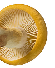Russula flavida mushroom, Yellow mushroom isolated on white background, with clipping path 