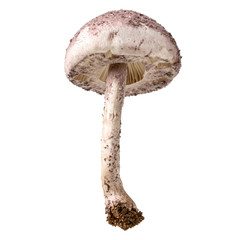 Wild mushroom, Mushroom isolated on white background, with clipping path