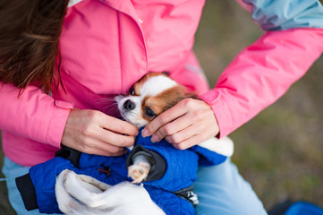 woman owner in track suit dressing her little chihuahua dog in animal clothes