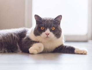 Cute british shorthair, indoor shot