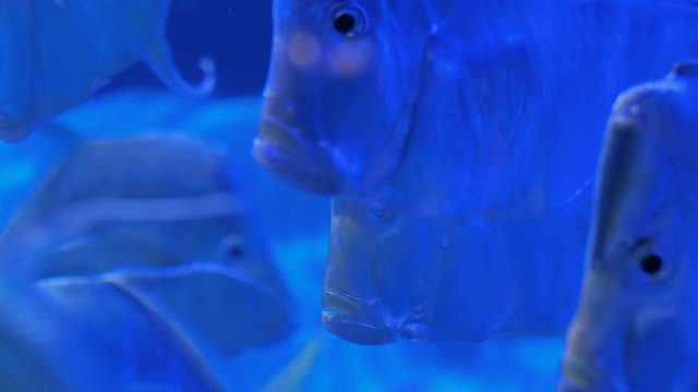 Close up view of school of silver metynnis swimming in large public aquarium tank at Oceanarium with blue illumination. Underwater life and ichthyology concept