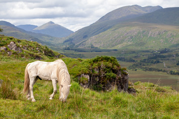 Naklejka premium Caballo blanco en el Paruque Natural de Killarney