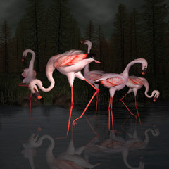 Fototapety  Pojęcie przyjaźni przedstawiane przez grupę flamingów w ciemnym stawie