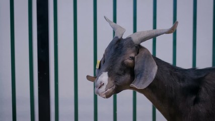Portrait of black goat eating hay at agricultural animal exhibition, small cattle trade show. Farming, feeding, agriculture industry, livestock and animal husbandry concept