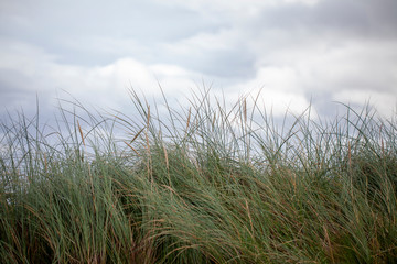 Fototapeta premium Hierba y cielo con nubes