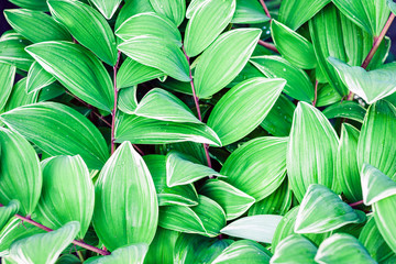 green leaves texture background, plants in a garden.