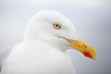 Primer plano de gaviota