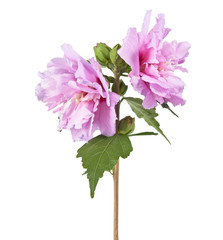 Hibiscus syriacus - Rose of Sharon, Tropical purple flower isolated on white background, with clipping path