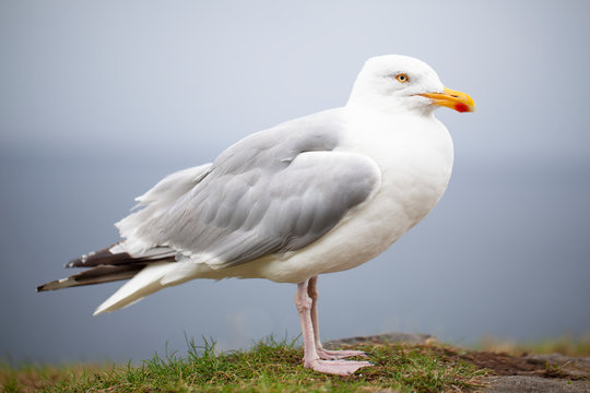 Gaviota