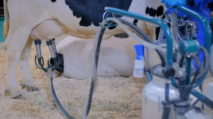 Automatic cow milking facility at cattle dairy farm, exhibition, trade show. Farming, automated technology equipment, agriculture industry and animal husbandry concept