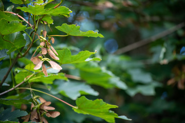 Sycamore seeds on a tree in summer