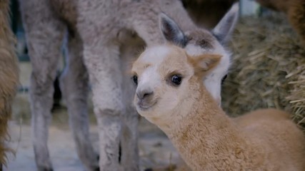 Two cheerful cute little alpacas playing together at agricultural animal exhibition, trade show. Farming, childhood, family, agriculture industry, livestock and animal husbandry concept