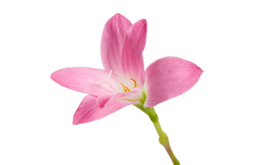 Naklejka na ściany i meble Pink rain lily flower, Pink flower blooming isolated on white background, with clipping path