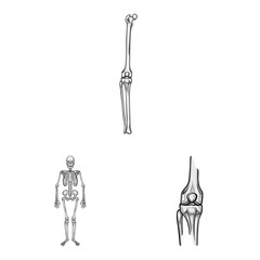 Vector design of biology and medical symbol. Set of biology and skeleton stock symbol for web.