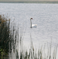 Lone swan on the lake.