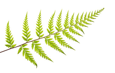 Fern leaf, Ornamental foliage, Fern isolated on white background, with clipping path