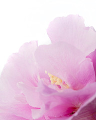 Fototapeta na wymiar Hibiscus syriacus - Rose of Sharon, Tropical purple flower isolated on white background, with clipping path