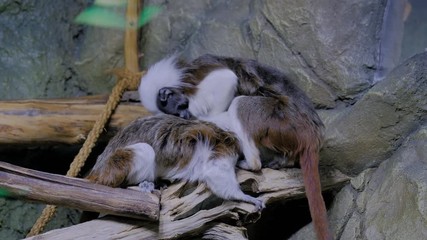 Two cotton-top tamarins grooming fur on the tree. Exotic animal, care, primate and wildlife concept