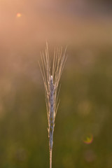 Young spikelet of wheat in the tender pink radiance of the setting sun