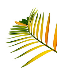 Fototapeta na wymiar Cardboard palm or Zamia furfuracea or Mexican cycad leaf, Tropical foliage isolated on white background, with clipping path