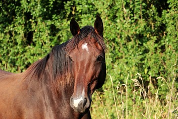 Obraz premium head portrait of a beautiful brown horse in the sunshine