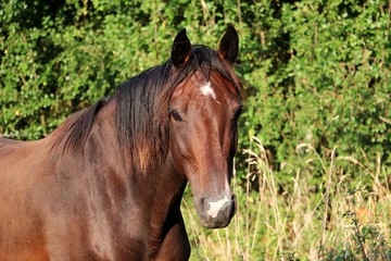 Obraz na płótnie Canvas head portrait of a beautiful brown horse in the sunshine