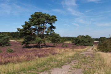 The Brunsummerheide a national park in South Limburg a hotspot for outdoor activities like walking, hiking, mountain biking, running and an active lifestyle