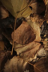 otoño