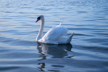 Obraz premium Swan sailing on the water